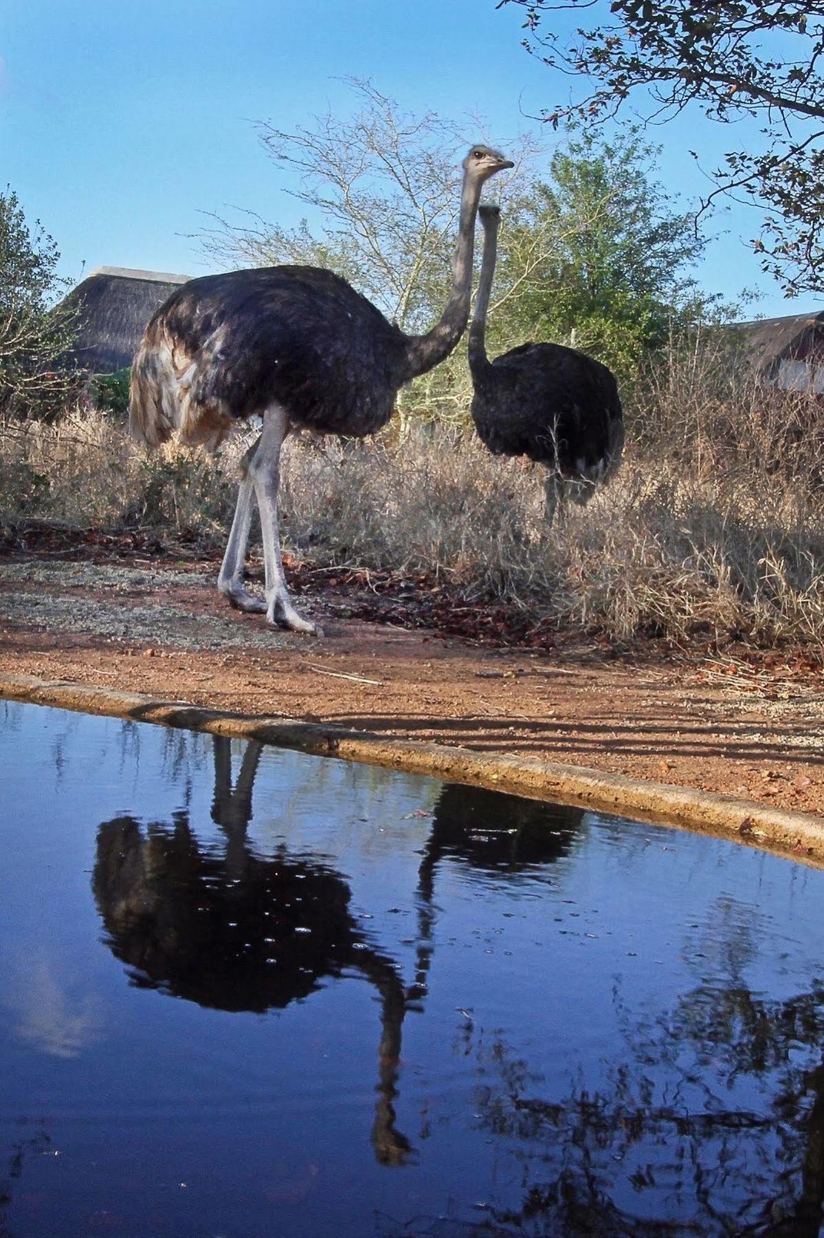 Normann Safari Bush Lodge Phalaborwa Exterior foto